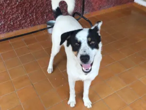 Cachorro raça SRD-ViraLata idade 4 anos nome Garoto