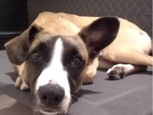 Cachorro raça SRD-ViraLata idade 7 a 11 meses nome Miguel 