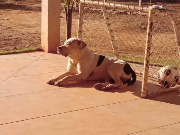 Cachorro ra a Pit-Bull idade 1 ano nome SPYKE