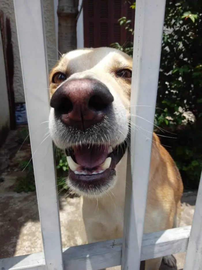 Cachorro raça SRD-ViraLata idade 1 ano nome Trovão bonzinho 