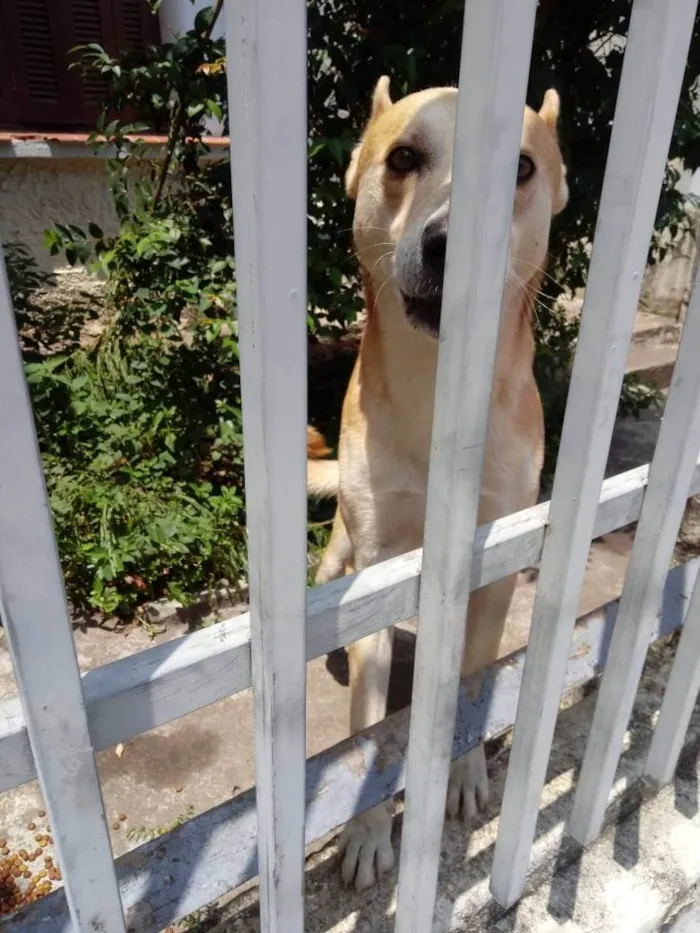 Cachorro raça SRD-ViraLata idade 1 ano nome Trovão bonzinho 