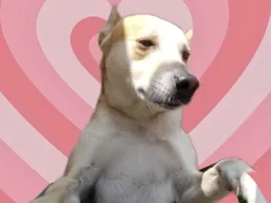 Cachorro raça SRD-ViraLata idade 1 ano nome Trovão bonzinho 