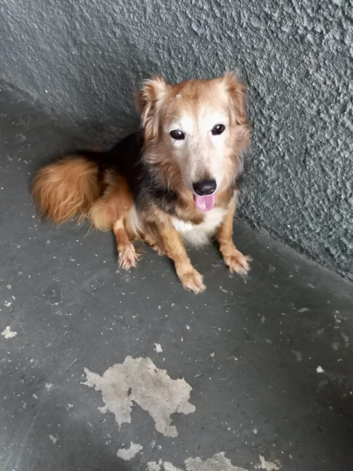 Cachorro raça SRD-ViraLata idade 4 anos nome Meg Linda e boazinha 