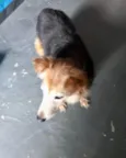 Cachorro raça SRD-ViraLata idade 4 anos nome Meg Linda e boazinha 