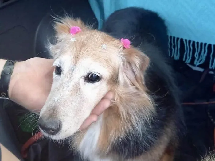 Cachorro raça SRD-ViraLata idade 4 anos nome Meg Linda e boazinha 