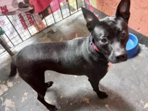 Cachorro raça SRD-ViraLata idade 1 ano nome Alina 1aninho Linda 