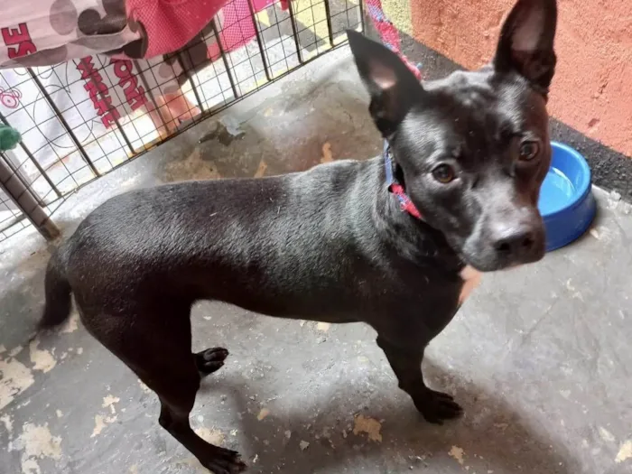 Cachorro raça SRD-ViraLata idade 1 ano nome Alina 1aninho Linda 