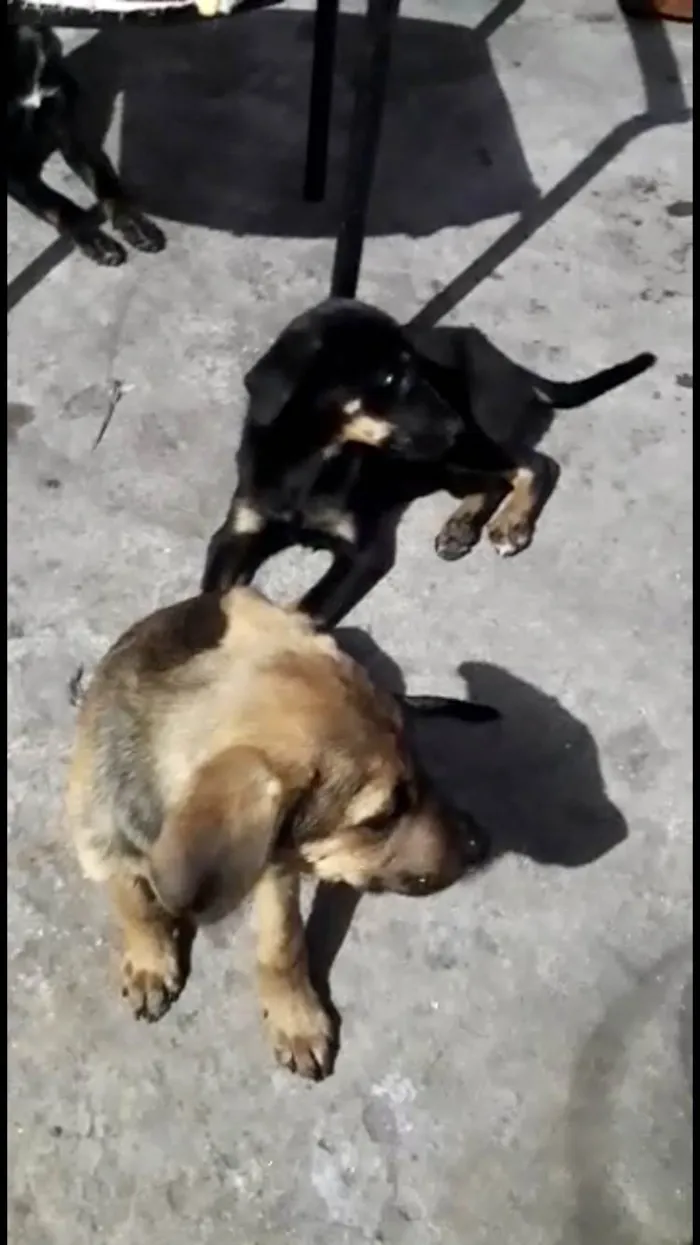 Cachorro raça SRD-ViraLata idade 7 a 11 meses nome Poppy bb7meses 