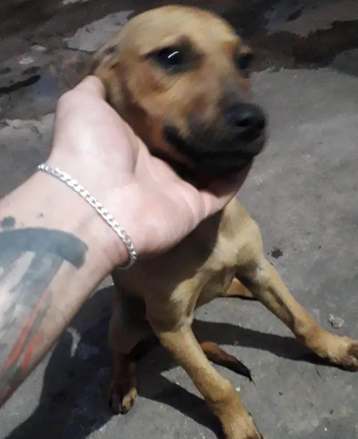 Cachorro raça SRD-ViraLata idade 7 a 11 meses nome Poppy bb7meses 