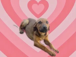 Cachorro raça SRD-ViraLata idade 7 a 11 meses nome Poppy bb7meses 