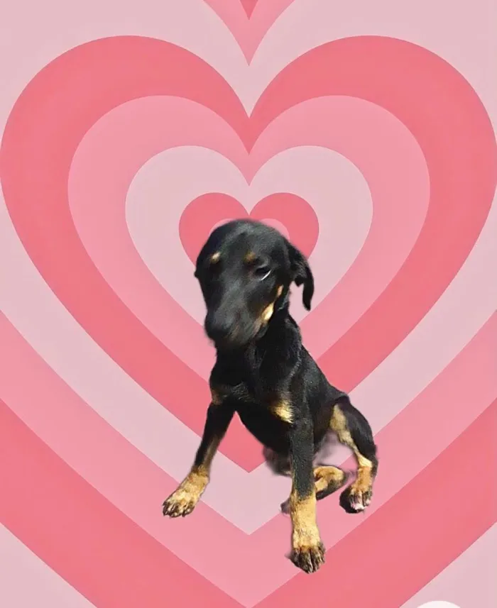 Cachorro raça SRD-ViraLata idade 7 a 11 meses nome Tippy bb7meses 