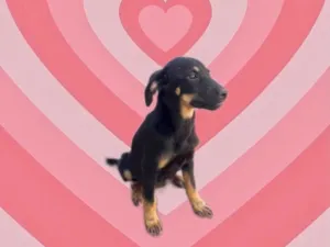 Cachorro raça SRD-ViraLata idade 7 a 11 meses nome Tippy bb7meses 