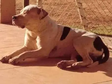 Cachorro ra a Pit-Bull idade 1 ano nome SPYKE