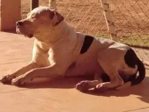 Cachorro raça Pit-Bull idade 1 ano nome SPYKE