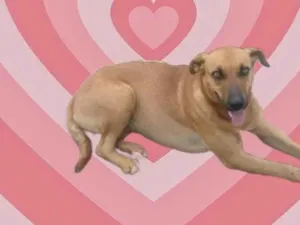 Cachorro raça SRD-ViraLata idade 1 ano nome Aurora 1 aninho 
