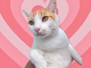 Gato raça SRD-ViraLata idade 1 ano nome Yuki bonzinho demais 