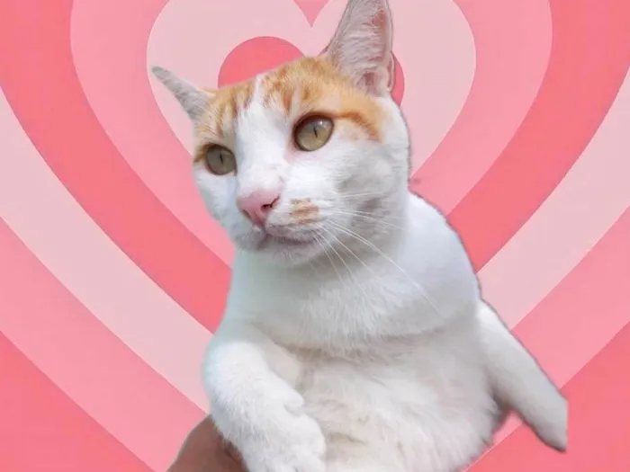 Gato raça SRD-ViraLata idade 1 ano nome Yuki bonzinho demais 