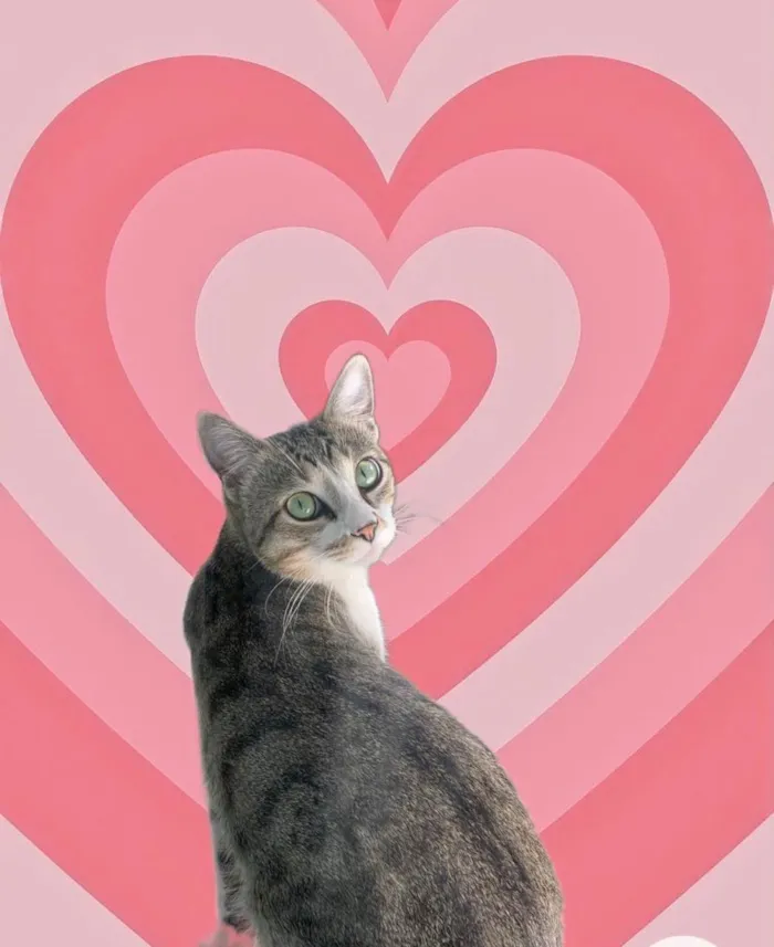 Gato raça SRD-ViraLata idade 2 a 6 meses nome Bubbi 6 meses 