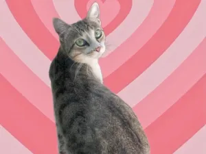 Gato raça SRD-ViraLata idade 2 a 6 meses nome Bubbi 6 meses 