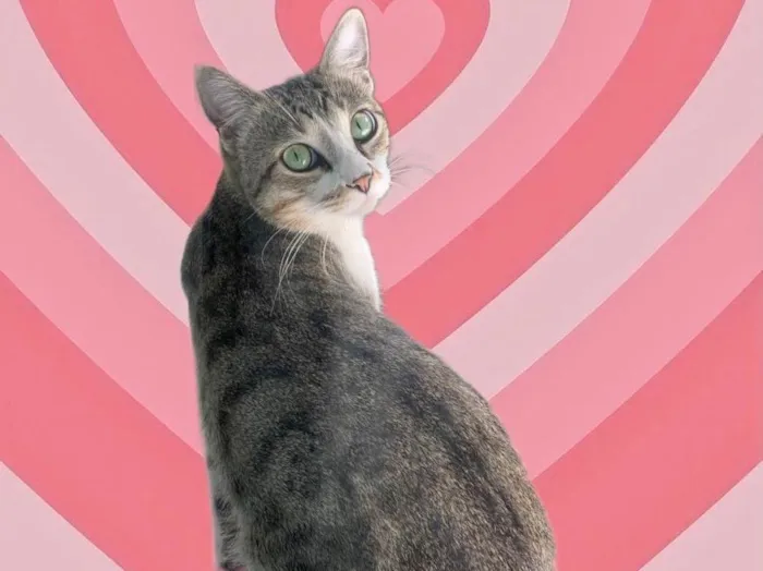 Gato raça SRD-ViraLata idade 2 a 6 meses nome Bubbi 6 meses 