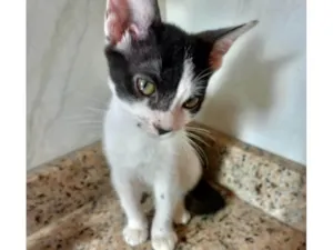 Gato raça SRD-ViraLata idade 2 a 6 meses nome Sonic bb2meses 
