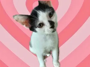 Gato raça SRD-ViraLata idade 2 a 6 meses nome Kitty bb2meses 