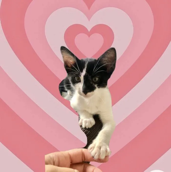 Gato raça SRD-ViraLata idade 2 a 6 meses nome Sashimi bb2meses 