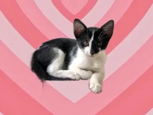 Gato raça SRD-ViraLata idade 2 a 6 meses nome Sashimi bb2meses 