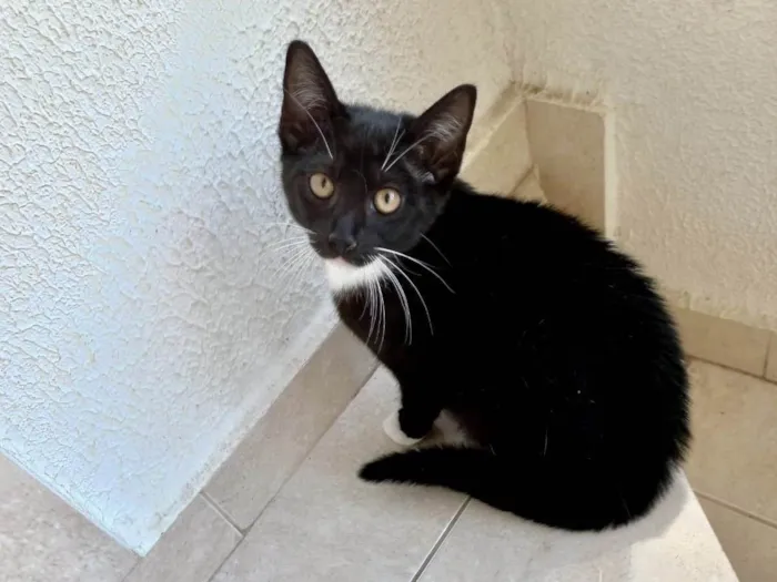 Gato raça SRD-ViraLata idade 7 a 11 meses nome Chokito bb7meses lindo 