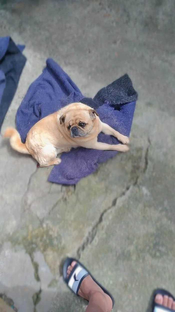 Cachorro ra a Labrador e pug idade 3 anos nome Hastor e dom