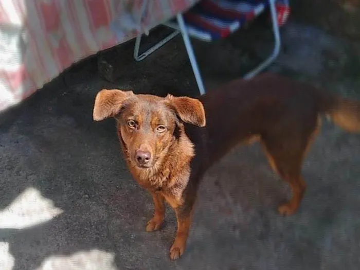 Cachorro ra a Labrador e pug idade 3 anos nome Hastor e dom