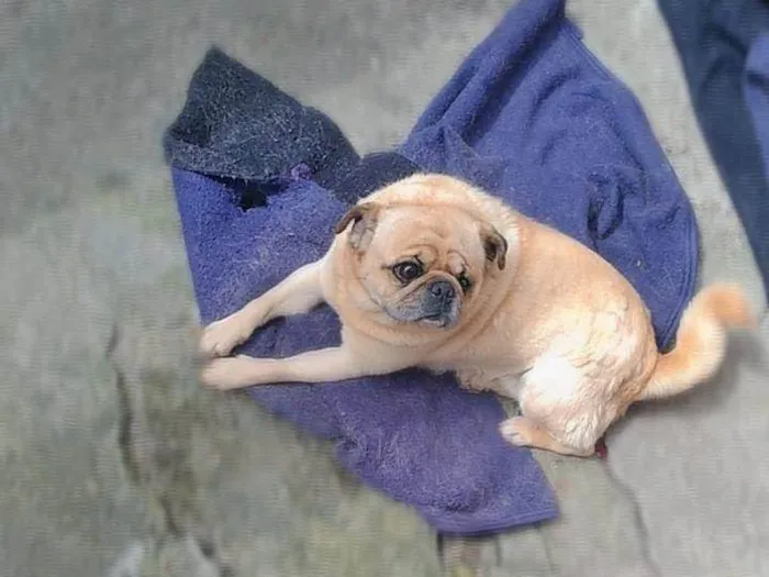 Cachorro ra a Labrador e pug idade 3 anos nome Hastor e dom