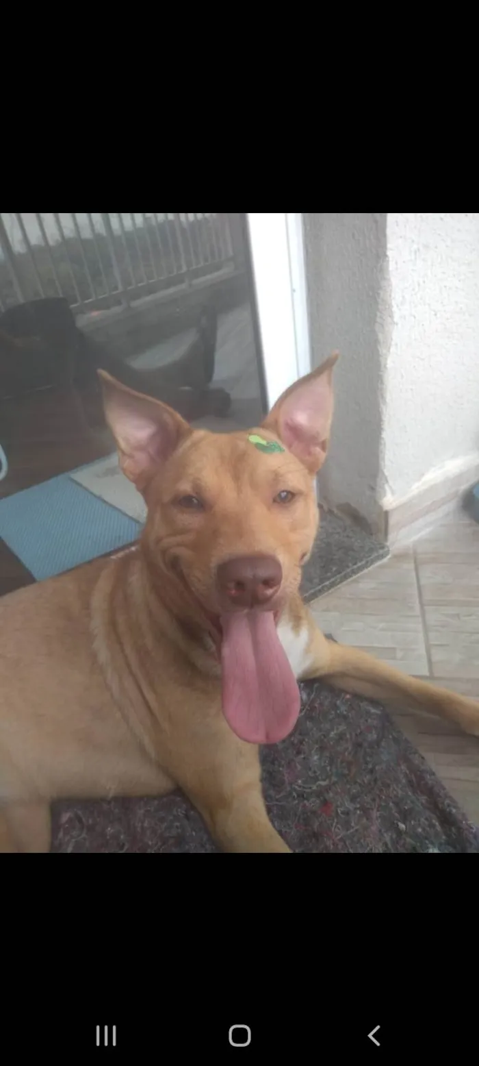 Cachorro ra a Pit-Bull idade 7 a 11 meses nome Kiara