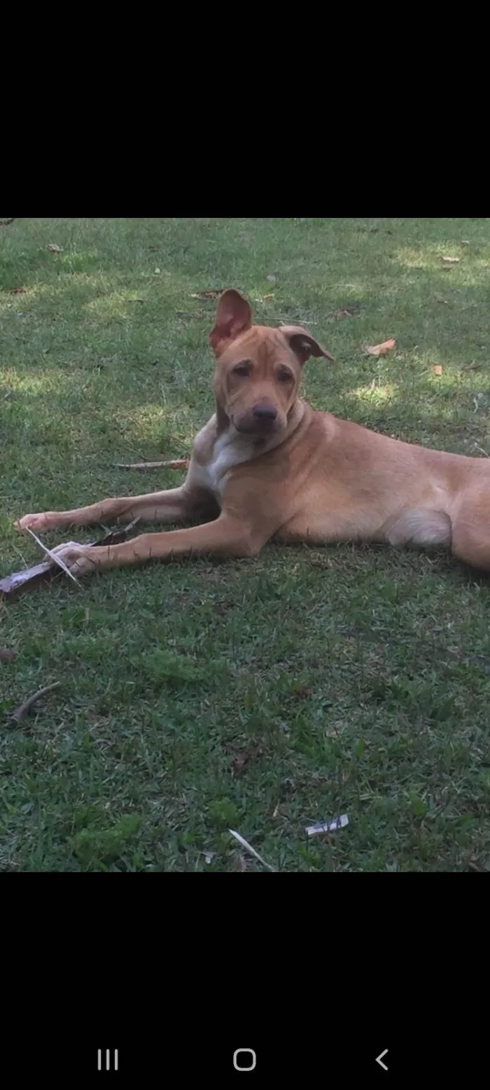 Cachorro ra a Pit-Bull idade 7 a 11 meses nome Kiara