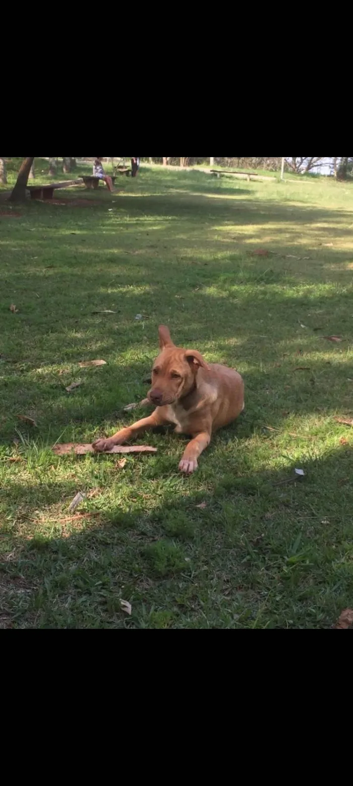 Cachorro ra a Pit-Bull idade 7 a 11 meses nome Kiara