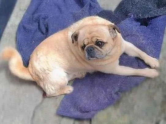 Cachorro ra a Labrador e pug idade 3 anos nome Hastor e dom