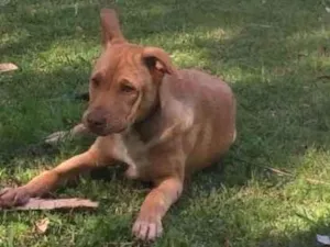 Cachorro raça Pit-Bull idade 7 a 11 meses nome Kiara