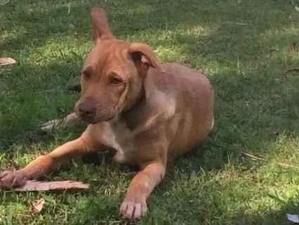 Cachorro ra a Pit-Bull idade 7 a 11 meses nome Kiara