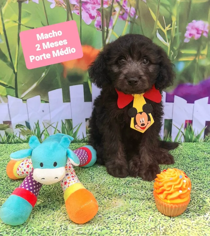 Cachorro raça SRD-ViraLata idade 2 a 6 meses nome Bolinha 