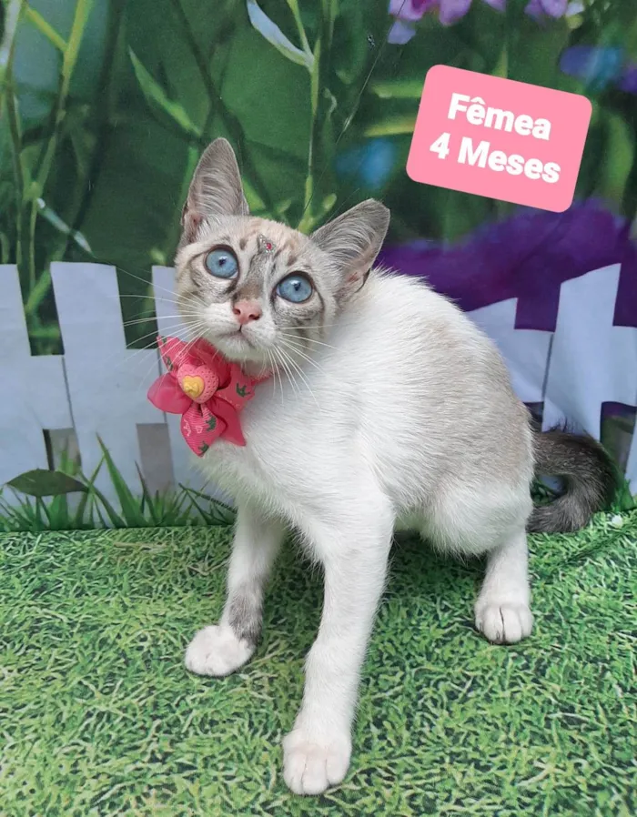 Gato raça SRD-ViraLata idade 2 a 6 meses nome Aurora