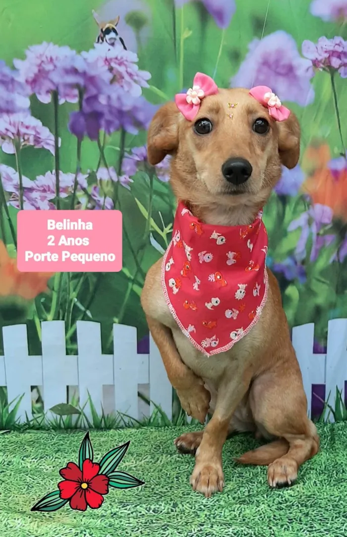 Cachorro raça SRD-ViraLata idade 2 anos nome Belinha 
