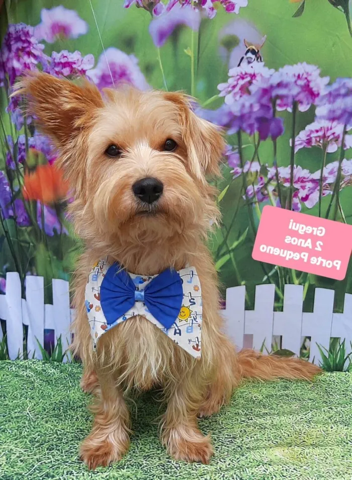 Cachorro raça SRD-ViraLata idade 2 anos nome Gregui