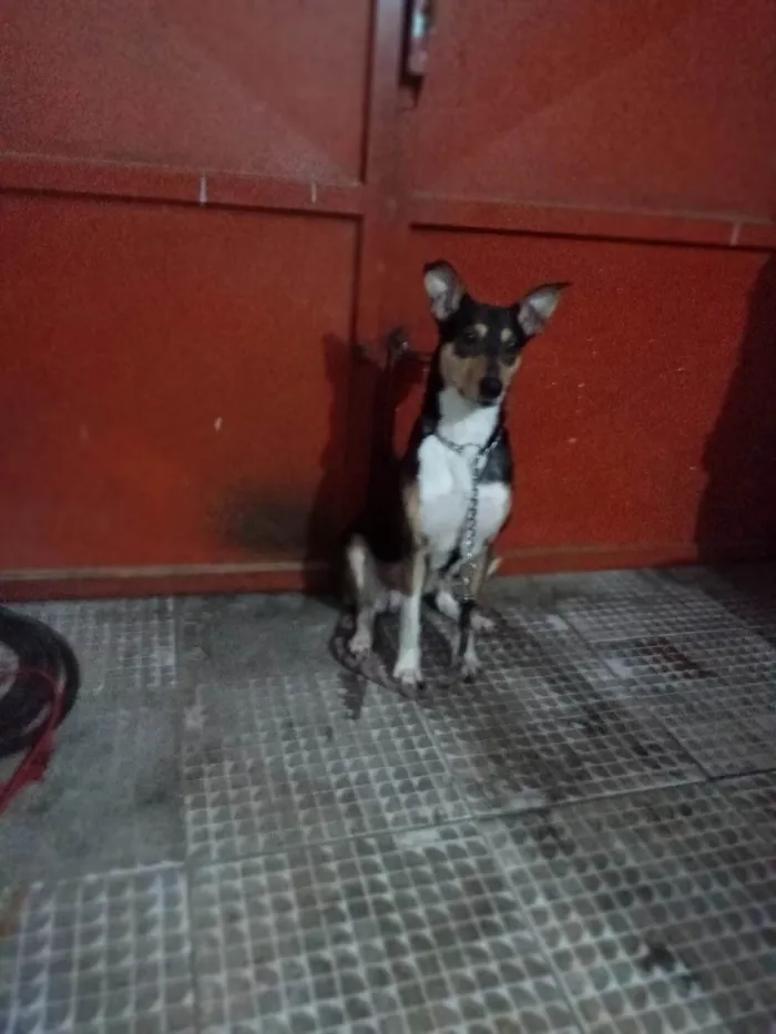 Cachorro ra a Srd idade 2 anos nome Menina