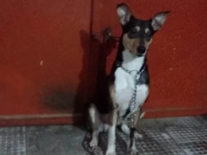 Cachorro ra a Srd idade 2 anos nome Menina