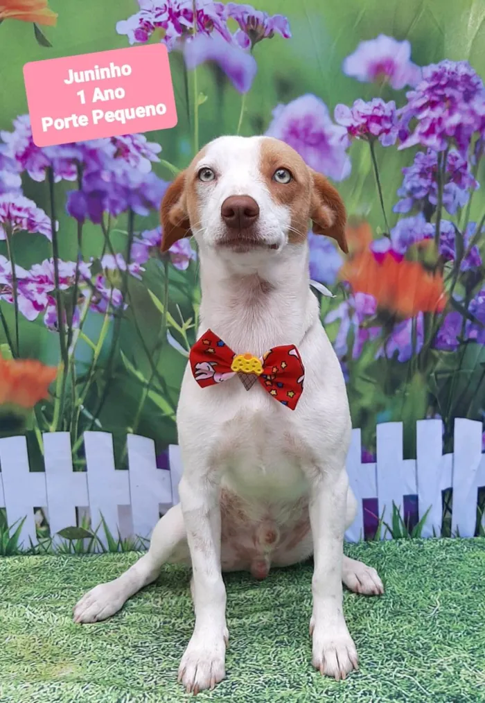 Cachorro raça SRD-ViraLata idade 1 ano nome Juninho