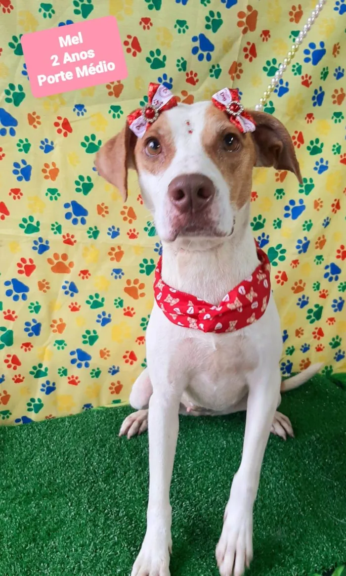 Cachorro raça SRD-ViraLata idade 2 anos nome Mel