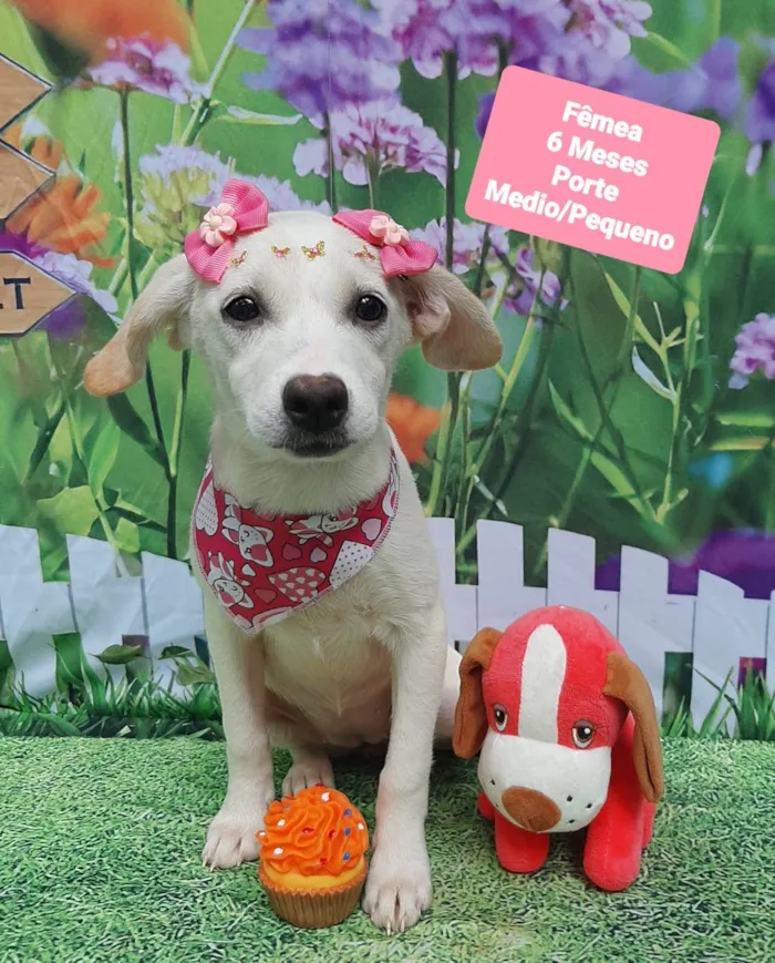 Cachorro raça SRD-ViraLata idade 2 a 6 meses nome Cris