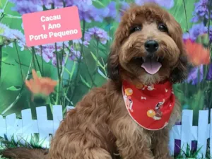 Cachorro raça SRD-ViraLata idade 1 ano nome Cacau