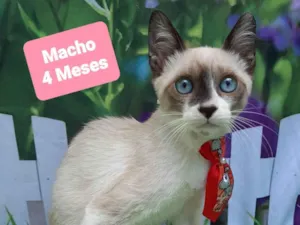 Gato raça SRD-ViraLata idade 2 a 6 meses nome Botas gato