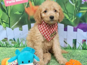 Cachorro raça SRD-ViraLata idade 2 a 6 meses nome Bello